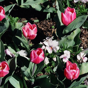 19870007REDTULIPSPINKPANSIES