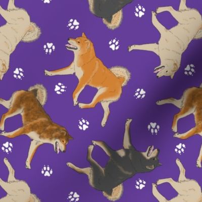 Trotting Shiba Inu and paw prints - purple