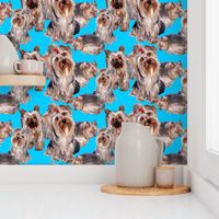 YORKIES ON TEAL BACKGROUND