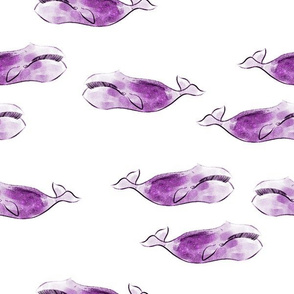 orchid whales