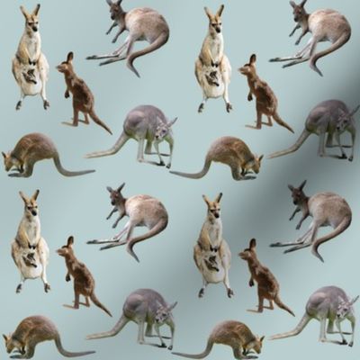 Kangaroo Capers