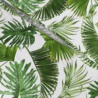 Tropical leaves