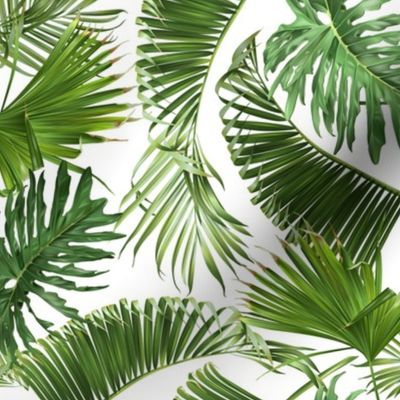 Tropical leaves