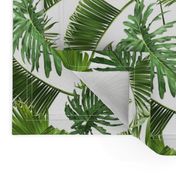 Tropical leaves