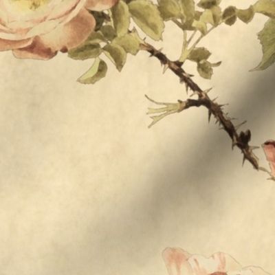 Watercolor English Rose ~ Parchment  