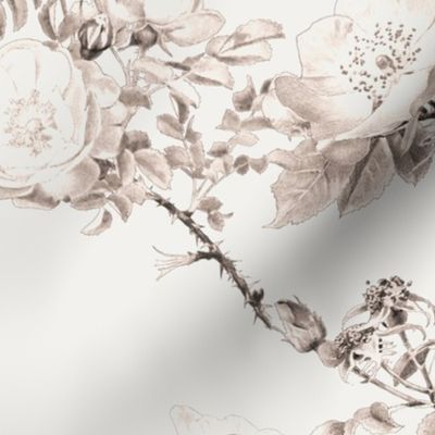 English Rose ~ Watercolor ~ Sepia  