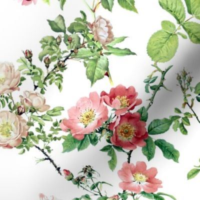 Watercolor English Rose ~ Victoria's Garden ~ Medium