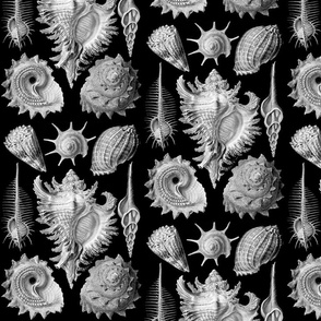 Ernst Haeckel Prosobranchia Sea Shells