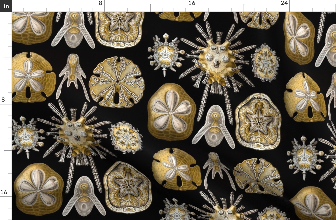 Ernst Haeckel Echinidea Sea Urchin