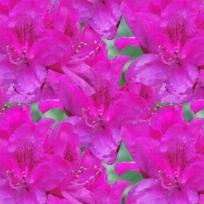 Rhododendron