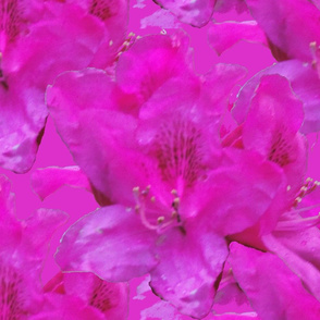 Magenta rhododendron flower - Barbie pink