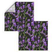 Seamless pattern with iris flowers