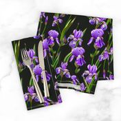 Seamless pattern with iris flowers