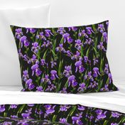 Seamless pattern with iris flowers