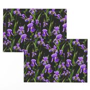 Seamless pattern with iris flowers