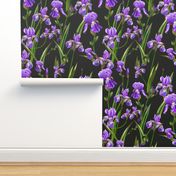 Seamless pattern with iris flowers