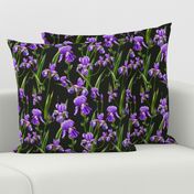 Seamless pattern with iris flowers