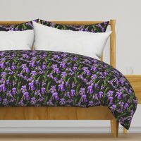 Seamless pattern with iris flowers