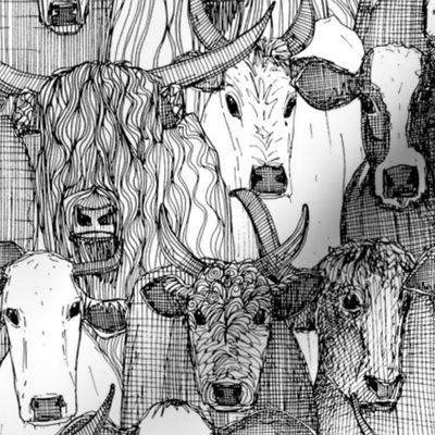 just cattle black white