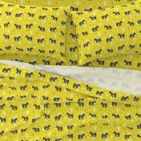 Zebras on yellow