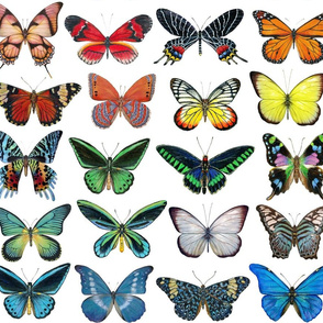 Colorful Butterflies