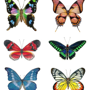 Large Butterflies Wallpaper