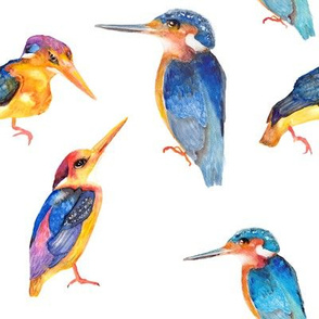 watercolor painted kingfisher birds on white