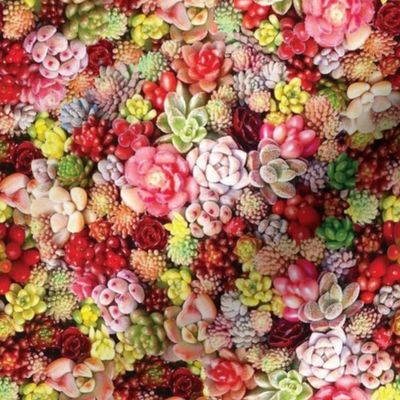 Colourful Succulents