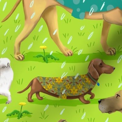 Raincoat Dogs
