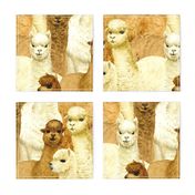 alpacas (large scale)