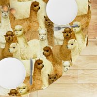 alpacas (large scale)