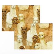 alpacas (large scale)