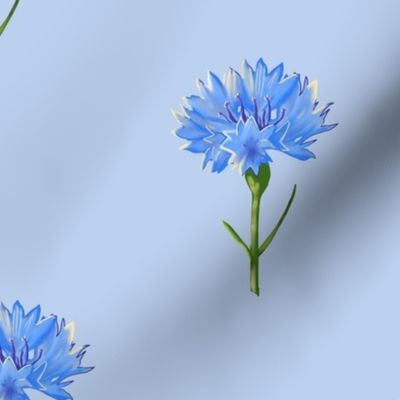 Blue Cornflowers