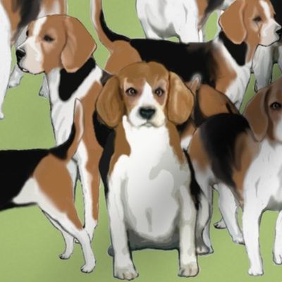 A pack of Beagles