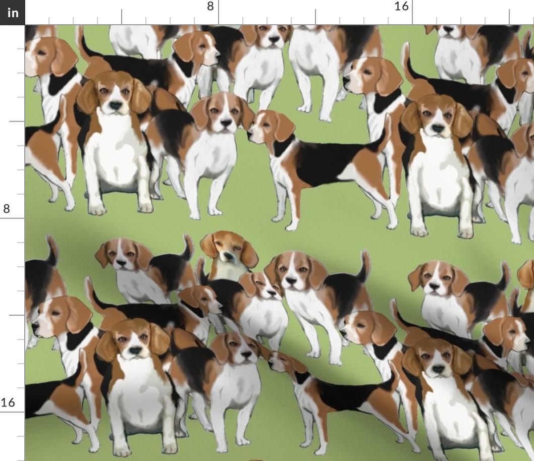 A pack of Beagles