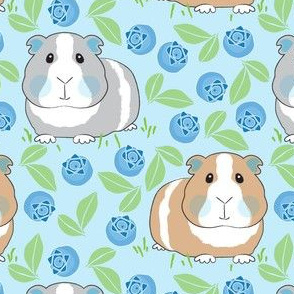 large guinea-pigs-with-blueberries