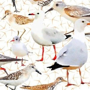 Coastal Birds with tiny bird foot print