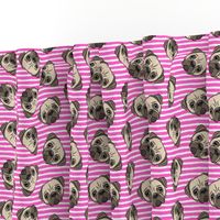 Pugs on hot pink stripes - pug cute dog face