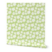 Apple Green Daisy Flowers