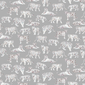 White Bengal Tiger | Grey Background