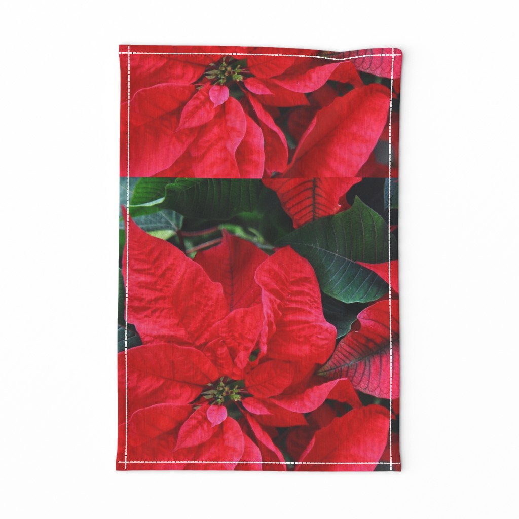 2RedPoinsettiasFQHolidayTeaTowel