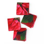 2RedPoinsettiasFQHolidayTeaTowel