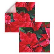 2RedPoinsettiasFQHolidayTeaTowel