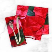 2RedPoinsettiasFQHolidayTeaTowel