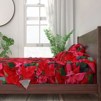 2RedPoinsettiasFQHolidayTeaTowel