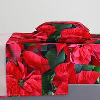 2RedPoinsettiasFQHolidayTeaTowel