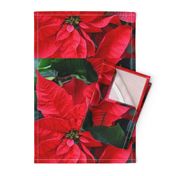 2RedPoinsettiasFQHolidayTeaTowel