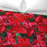 2RedPoinsettiasFQHolidayTeaTowel