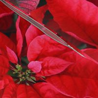 2RedPoinsettiasFQHolidayTeaTowel