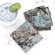 CherryBlossomTimeInDC-Placemats